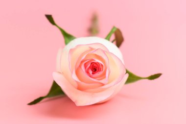 Pembe arka planda güzel pastel güller, sevgililer günü