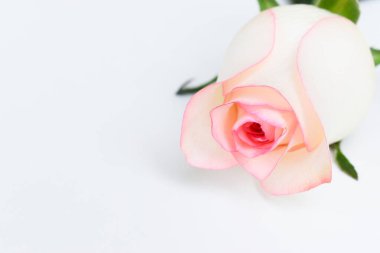 Güzel pembe gül çiçeği beyaz arka planda izole, Sevgililer Günü