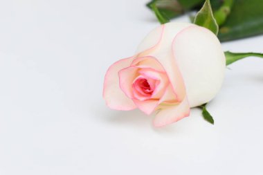 Güzel pembe gül çiçeği beyaz arka planda izole, Sevgililer Günü