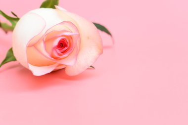 Pembe arka planda güzel pastel güller, sevgililer günü