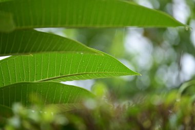 beautiful green leaf texture in springtime, water drop on frangipani leaves
