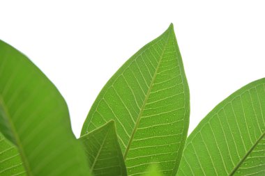 beautiful green leaf texture in springtime, water drop on frangipani leaves