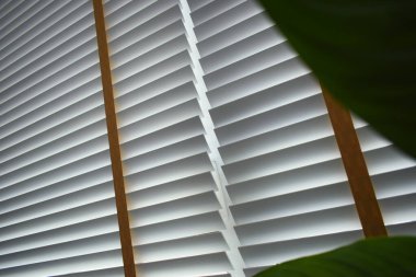 white window blinds and green leaf in home, object for decorate interior of house