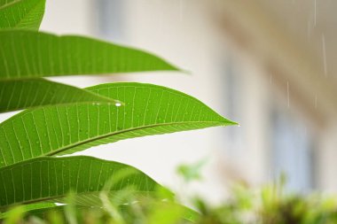 Güzel Frangipani çiçek ağacı İlkbaharda, yağmurlu günde