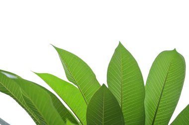 beautiful green leaf texture in springtime, water drop on frangipani leaves