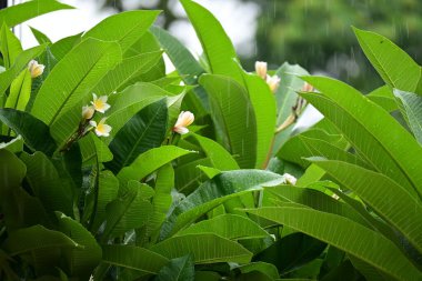 Güzel Frangipani çiçek ağacı İlkbaharda, yağmurlu günde