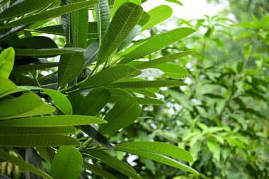 beautiful green leaf texture in springtime, water drop on frangipani leaves