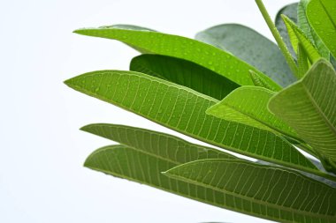 beautiful green leaf texture in springtime, water drop on frangipani leaves