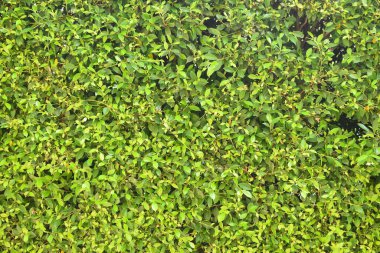 Taze yeşil yaprak arka planı, evin doğal duvar dekorasyonu