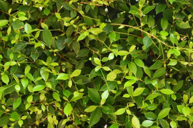 Taze yeşil yaprak arka planı, evin doğal duvar dekorasyonu