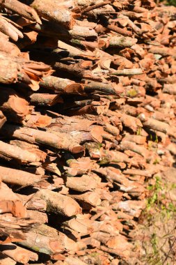 Kır evinde güneş ışığı ve yakacak odunları olan odun yığını.