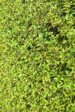 Taze yeşil yaprak arka planı, evin doğal duvar dekorasyonu