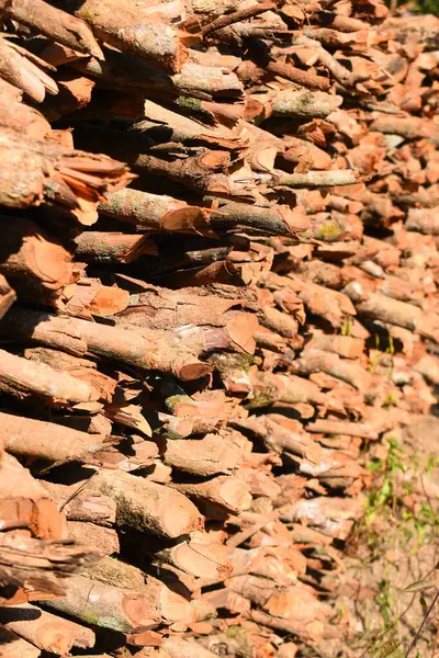 Kır evinde güneş ışığı ve yakacak odunları olan odun yığını.