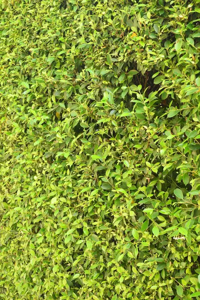 Taze yeşil yaprak arka planı, evin doğal duvar dekorasyonu