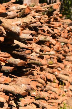 Kır evinde güneş ışığı ve yakacak odunları olan odun yığını.