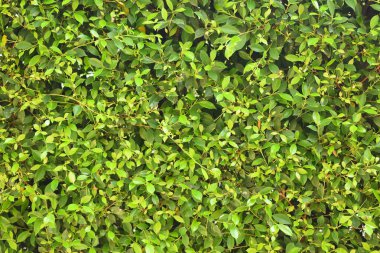 Taze yeşil yaprak arka planı, evin doğal duvar dekorasyonu