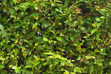 Taze yeşil yaprak arka planı, evin doğal duvar dekorasyonu