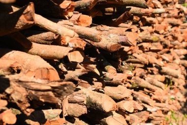 Kır evinde güneş ışığı ve yakacak odunları olan odun yığını.