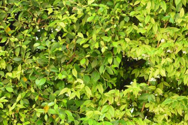 Taze yeşil yaprak arka planı, evin doğal duvar dekorasyonu