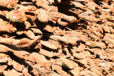 Kır evinde güneş ışığı ve yakacak odunları olan odun yığını.