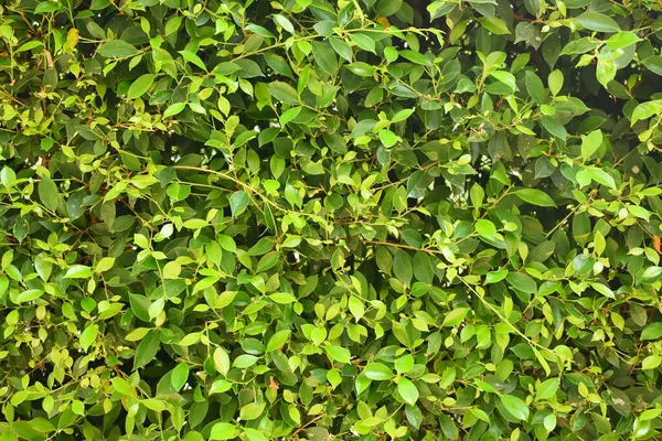 Taze yeşil yaprak arka planı, evin doğal duvar dekorasyonu