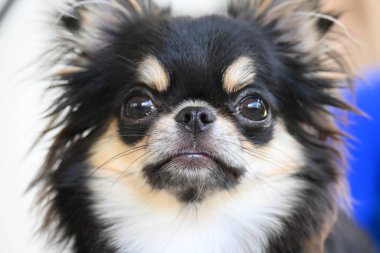 Evdeki küçük siyah ve kahverengi tüylü köpek, şirin chihuahua köpek.