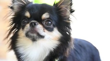 Evdeki küçük siyah ve kahverengi tüylü köpek, şirin chihuahua köpek.