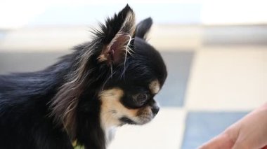 Evdeki küçük siyah ve kahverengi tüylü köpek, şirin chihuahua köpek.