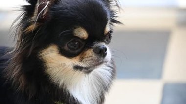 Evdeki küçük siyah ve kahverengi tüylü köpek, şirin chihuahua köpek.