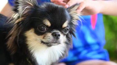 Çocuk evde küçük bir köpeğin kafasını okşadı, şirin bir köpek yavrusu.