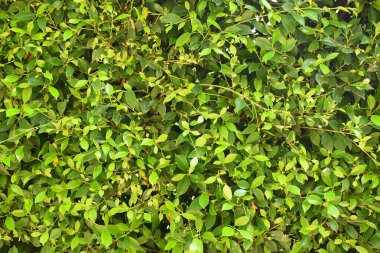 Taze yeşil yaprak arka planı, evin doğal duvar dekorasyonu