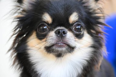 Evdeki küçük siyah ve kahverengi tüylü köpek, şirin chihuahua köpek.