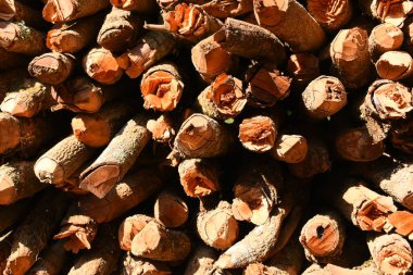 Kır evinde güneş ışığı ve yakacak odunları olan odun yığını.