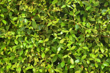 Taze yeşil yaprak arka planı, evin doğal duvar dekorasyonu