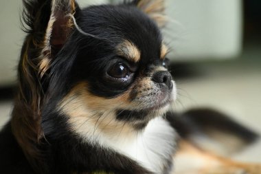 Evdeki küçük siyah ve kahverengi tüylü köpek, şirin chihuahua köpek.