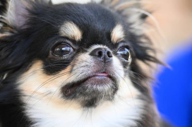 Evdeki küçük siyah ve kahverengi tüylü köpek, şirin chihuahua köpek.