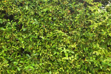 Taze yeşil yaprak arka planı, evin doğal duvar dekorasyonu