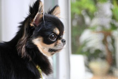 Evdeki küçük siyah ve kahverengi tüylü köpek, şirin chihuahua köpek.