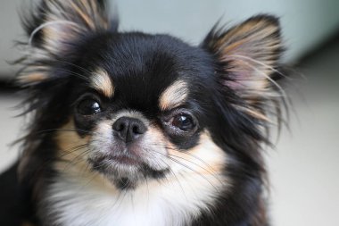 Evdeki küçük siyah ve kahverengi tüylü köpek, şirin chihuahua köpek.