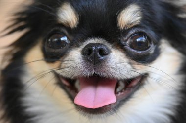 Evdeki küçük siyah ve kahverengi tüylü köpek, şirin chihuahua köpek.