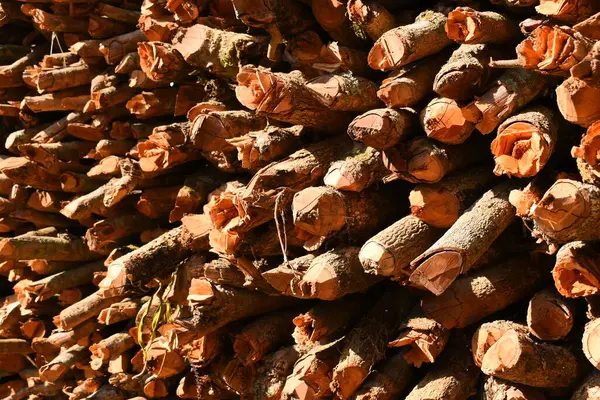 Kır evinde güneş ışığı ve yakacak odunları olan odun yığını.