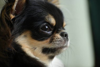Evdeki küçük siyah ve kahverengi tüylü köpek, şirin chihuahua köpek.