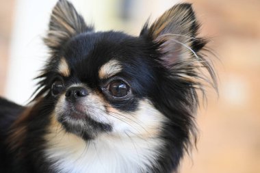 Evdeki küçük siyah ve kahverengi tüylü köpek, şirin chihuahua köpek.