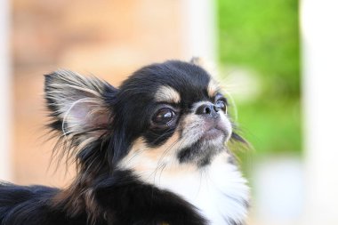 Evdeki küçük siyah ve kahverengi tüylü köpek, şirin chihuahua köpek.