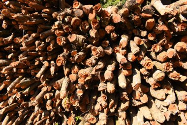 Kır evinde güneş ışığı ve yakacak odunları olan odun yığını.