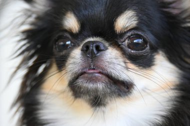 Evdeki küçük siyah ve kahverengi tüylü köpek, şirin chihuahua köpek.