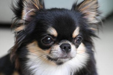 Evdeki küçük siyah ve kahverengi tüylü köpek, şirin chihuahua köpek.