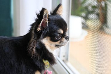 Evdeki küçük siyah ve kahverengi tüylü köpek, şirin chihuahua köpek.