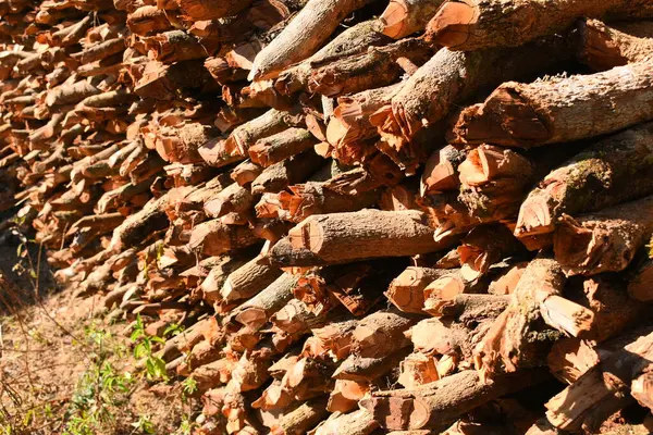 Kır evinde güneş ışığı ve yakacak odunları olan odun yığını.