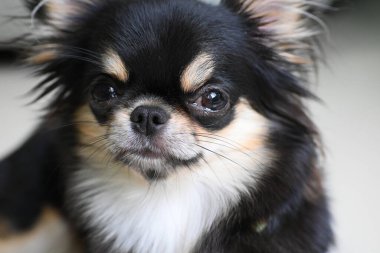 Evdeki küçük siyah ve kahverengi tüylü köpek, şirin chihuahua köpek.